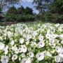 Seminte profesionale Hibiscus moscheotus - Hibiscus - imagine 49374